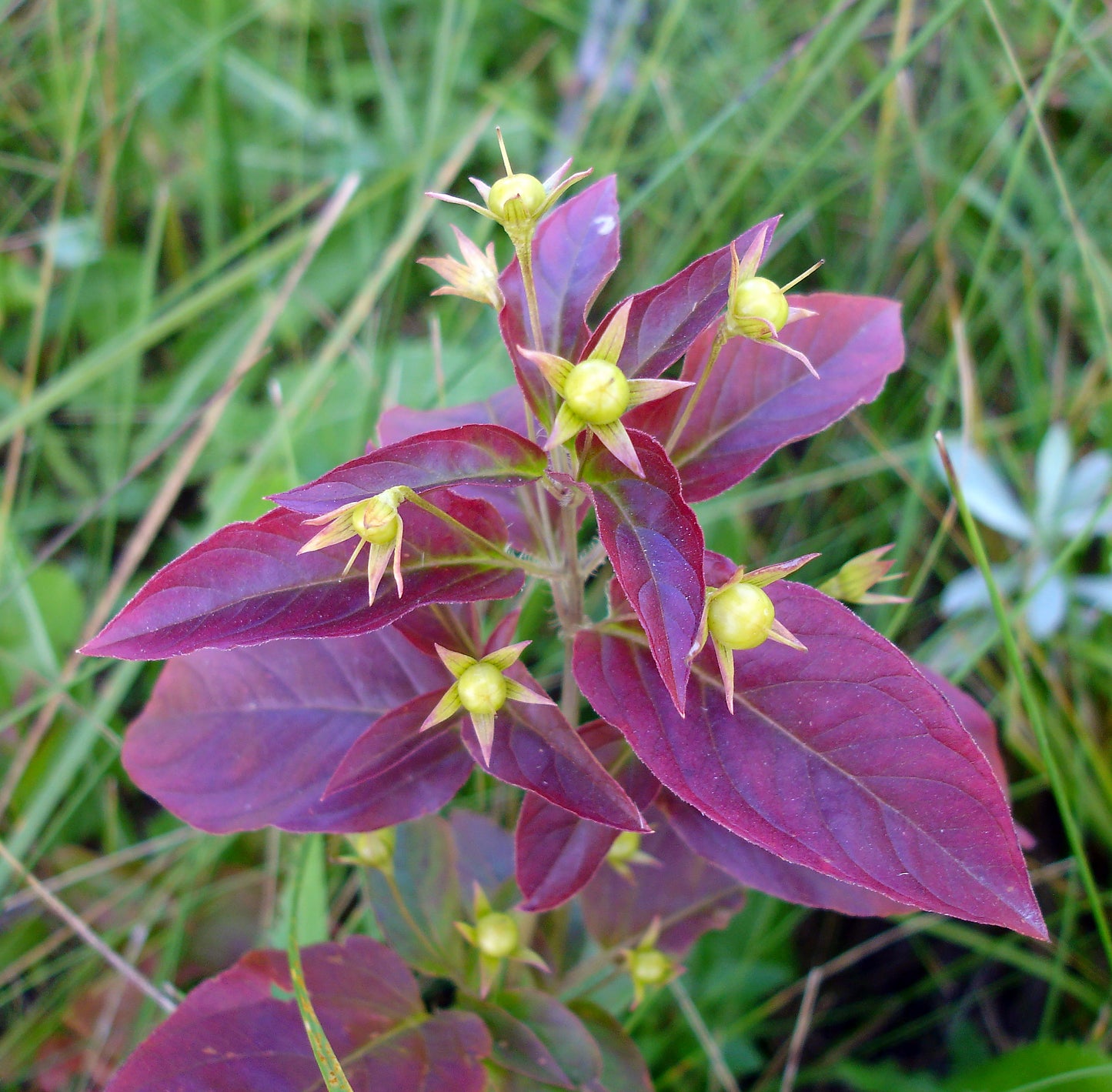 A striking Fringed Loosestrife (Lysimachia ciliata) plant with rich burgundy foliage and star-shaped yellow flower buds clustered at the leaf axils. The contrasting colors and sharply veined leaves stand out against a blurred backdrop of green grasses.