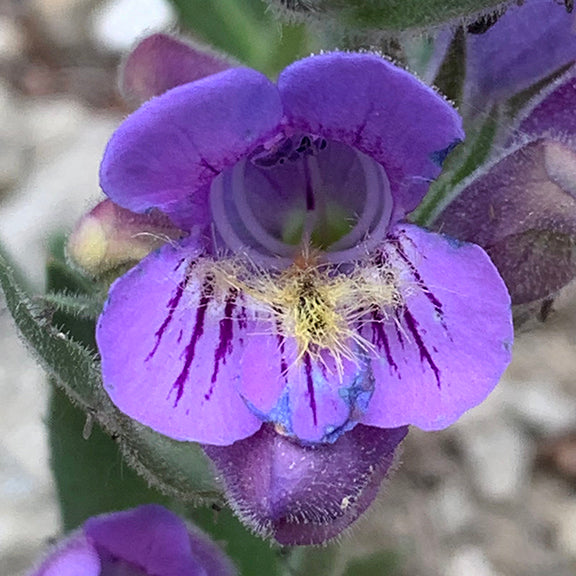 A close-up of a Fuzzy-tongue Penstemon (Penstemon eriantherus) flower, showing the velvety purple petals streaked with deep magenta lines. The center of the bloom is covered in fine, fuzzy hairs, giving it its distinctive "fuzzy-tongue" appearance.