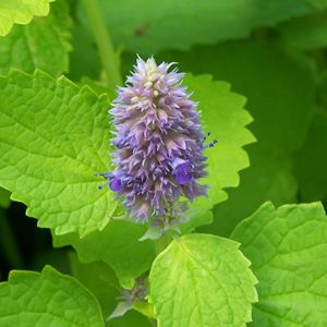 A close-up of Agastache foeniculum (Giant Hyssop) showcasing its dense, cylindrical purple flower spikes. The flowers are surrounded by bright green, serrated leaves, creating a striking contrast.