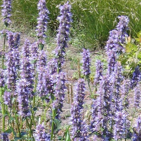 A field of Agastache foeniculum (Giant Hyssop) plants in full bloom. Tall spikes of purple flowers rise above the green foliage, attracting pollinators in a sunlit meadow.