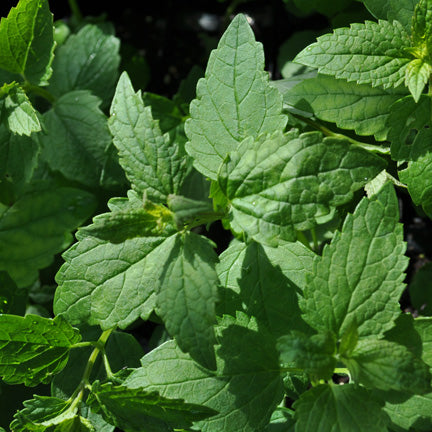 A detailed view of Agastache foeniculum (Giant Hyssop) leaves. The green, serrated foliage has a slightly fuzzy texture and emits a licorice-mint fragrance when crushed.