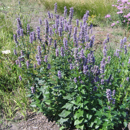 A mature Agastache foeniculum (Giant Hyssop) plant growing in a garden. Tall flower spikes covered in tiny purple blossoms rise above the leafy stems, with other native plants in the background.