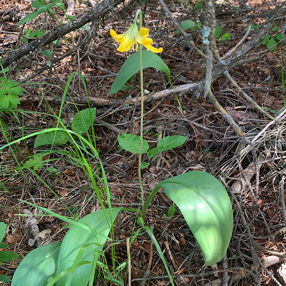 A woodland Erythronium grandiflorum (Glacier Lily) growing in dappled shade, its single golden bloom nodding from a long, slender stem. Large, glossy green leaves sprawl at the base, blending into a forest floor scattered with pine needles, twigs, and other understory plants.
