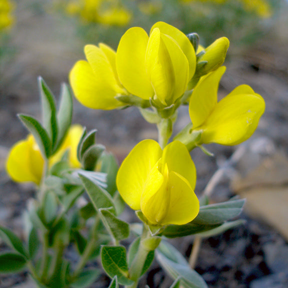Bright golden-yellow flowers of golden beans (Thermopsis rhombifolia) open along the upright stem, standing out vividly against the silvery-green, pea-like foliage. The thick, velvety leaves cradle the blossoms, while the background hints at a sunny prairie landscape.