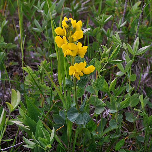 Emerging from the surrounding grassland, golden beans (Thermopsis rhombifolia) showcase their cheerful yellow blooms clustered densely near the top of the leafy stalks. The broad, oval leaves create a soft green contrast to the brilliant flowers.