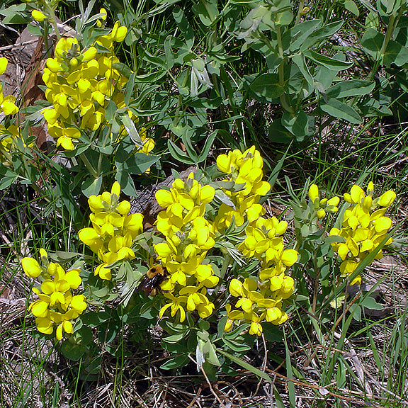 Golden beans (Thermopsis rhombifolia) spread in a full cluster, their upright stems covered in vivid yellow pea-like flowers that seem to glow against the sparse prairie grass. A bumblebee works its way through the blossoms, drawn to the rich nectar.
