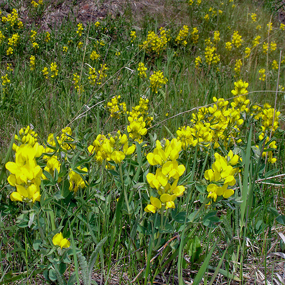 A wide expanse of golden beans (Thermopsis rhombifolia) paints the prairie with waves of bright yellow flowers, each cluster glowing in the sunlight. Their bold color blankets the gentle slope, creating a striking display of early spring color.