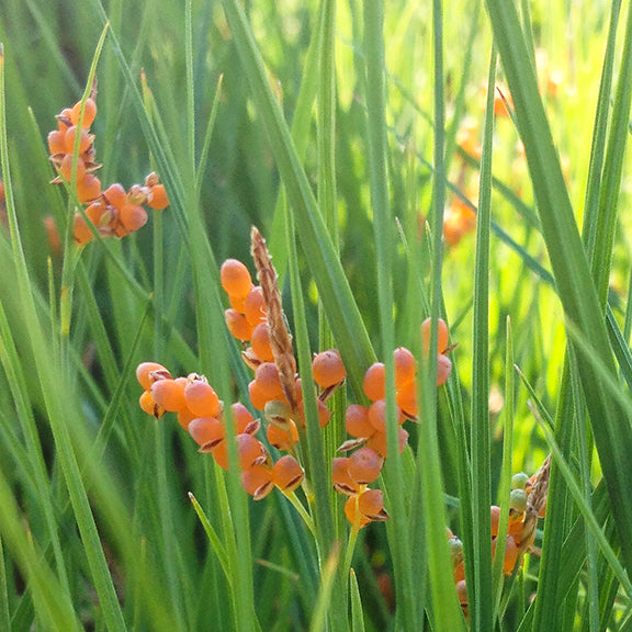 A close-up of Carex aurea (Golden Sedge) showing clusters of small, round, orange seed capsules nestled among slender, green grass-like leaves. The soft sunlight filters through the dense foliage, highlighting the warm hues of the seeds.