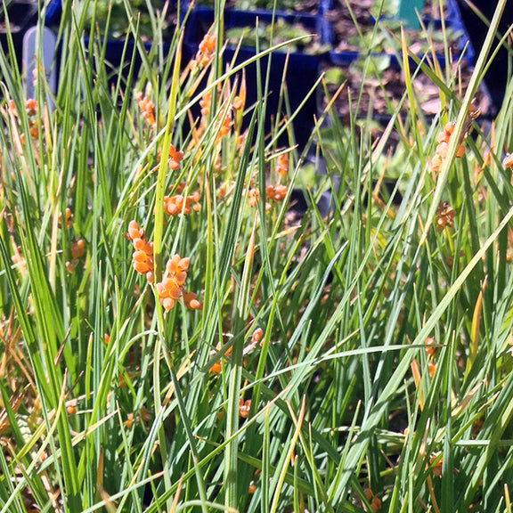 A thriving cluster of Carex aurea (Golden Sedge) with numerous orange seed capsules standing upright among thin, green blades. The background reveals additional plants in a sunlit, nursery environment, emphasizing the dense and vibrant growth habit of this wetland sedge.