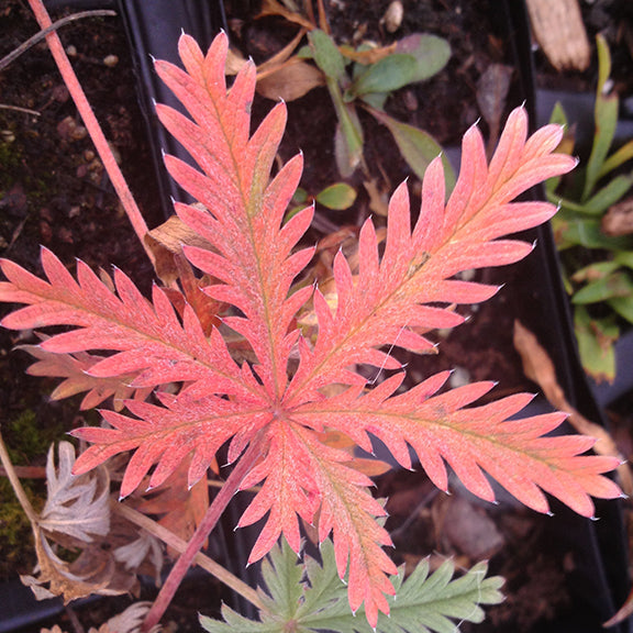 A vivid reddish leaf of Graceful Cinquefoil (Potentilla gracilis) displays its finely divided, fern-like structure. Each deeply lobed leaflet is edged with small teeth, creating a sharp, intricate silhouette. The rich red fall coloring stands out against the dark soil and black nursery trays.