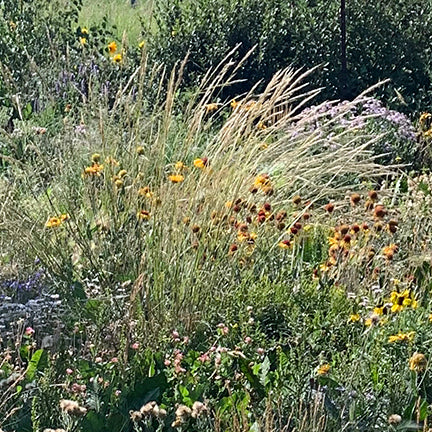 Tall, arching stems of Green Needle Grass (Nassella viridula) sway in the summer breeze, their fine, needle-like seed heads catching the sunlight. The soft, feathery plumes intermingle with bright yellow and rust-colored wildflowers, adding movement and texture to the meadow.