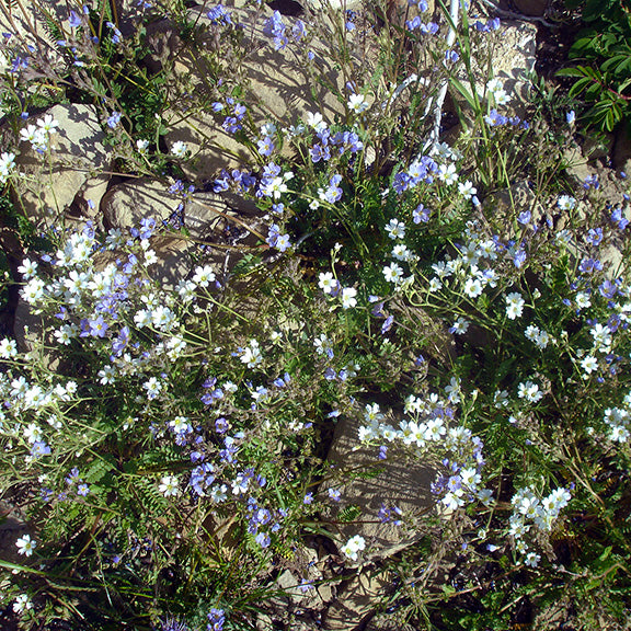 A natural patch of Field Chickweed (Cerastium arvense) with delicate white flowers and Showy Jacob’s ladder (Polemonium pulcherrimum) bearing small, soft blue blooms spreads across rocky ground, forming a mix of color and texture against the pale stone background.