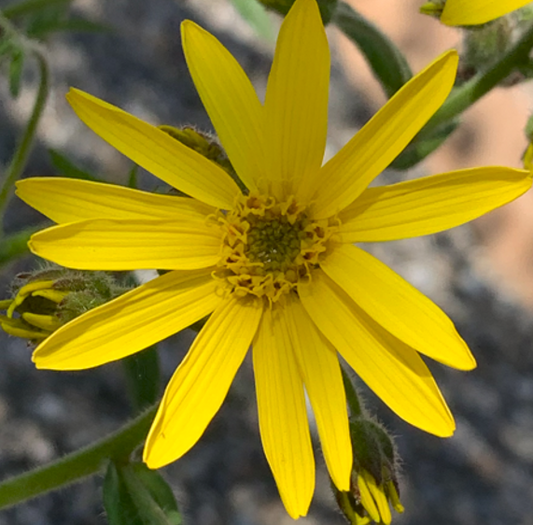 Close-up of an Arnica mollis (Hairy Arnica) flower, displaying bright yellow petals surrounding a golden center. The fine hairs on the flower buds and stems give the plant its characteristic soft texture.