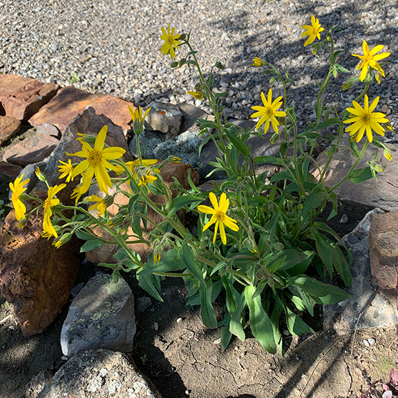 A thriving Arnica mollis (Hairy Arnica) plant growing in a rocky garden bed, with multiple yellow flowers on fuzzy green stems. The plant's broad, slightly hairy leaves contrast with the surrounding dry, gravelly soil.