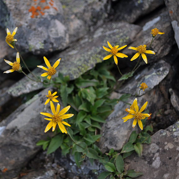 A cluster of Arnica mollis (Hairy Arnica) flowers blooming in a rugged mountain habitat, nestled between weathered rocks. The bright yellow blooms stand out against the gray stone, highlighting the plant's adaptability to alpine conditions.