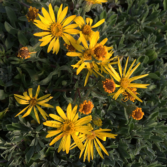 A close-up of a Heterotheca villosa (Hairy False Golden Aster) flower in full bloom, with bright yellow petals radiating outward from a dense, golden central disk. The fine details of the tiny disk florets form a textured cluster, while the slightly fuzzy green leaves peek from beneath. The soft-focus background of Pussytoes foliage emphasizes the flower's delicate, sunlit structure.