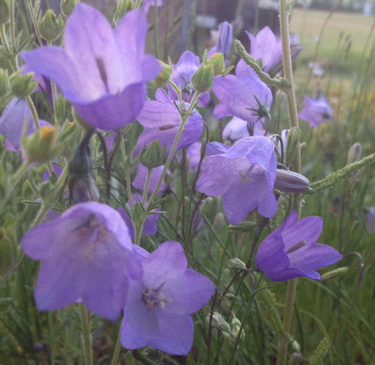 A cluster of Campanula alaskana (Harebell) flowers with delicate, bell-shaped, violet-blue petals. The flowers are in various stages of bloom, set against a blurred background of grassland and distant structures, capturing the intricate details of the petals and stamens.