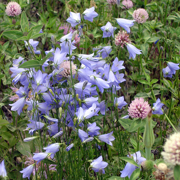 A dense patch of Campanula alaskana (Harebell) with soft blue, nodding bell-shaped flowers growing among pink clover blooms and green foliage in a meadow. The flowers sway on slender stems, creating a vibrant natural scene.