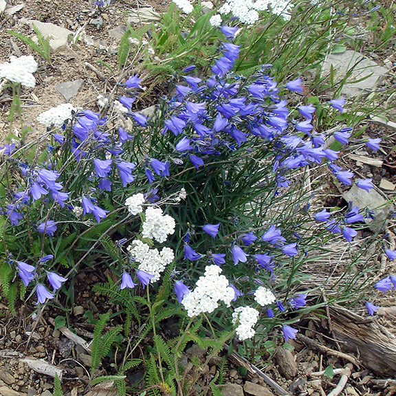 A striking contrast of Campanula alaskana (Harebell) with deep blue, bell-like flowers and white Achillea millefolium (Yarrow) blooms growing in rocky, well-drained soil. The delicate flowers form a dense, cascading display among the rugged terrain.