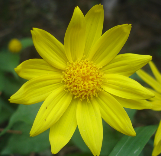 Close-up of an Arnica cordifolia (Heart-Leaved Arnica) flower, featuring bright yellow petals radiating from a dense golden center. The intricate details of the disk florets highlight its characteristic daisy-like structure.