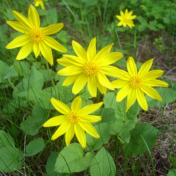 A close-up of bright yellow, daisy-like flowers with pointed petals and vibrant golden centers. These blooms belong to a plant with distinctive heart-shaped green leaves, growing among grasses and forest floor vegetation.