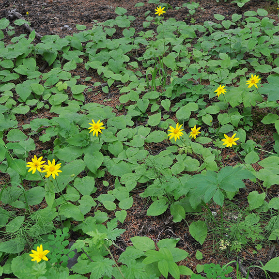 Heart-leaved Arnica (Arnica cordifolia), spreading across the forest understory. Numerous yellow flowers rise above a dense carpet of heart-shaped leaves, thriving in the dappled light of a wooded area.