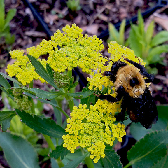 A large, fuzzy bumblebee clings to a bright cluster of tiny yellow flowers from the Heart-Leaved Alexander (Zizia aptera), collecting pollen. The green leaves beneath the bloom create a vivid contrast against the intricate golden flower heads.
