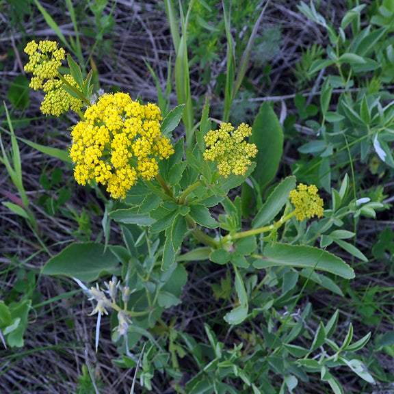 The Heart-Leaved Alexander (Zizia aptera) rises tall from the surrounding grasses, with its yellow flower clusters standing out brightly. Its smooth, broad leaves frame the rounded flower heads, adding lush greenery to the scene.