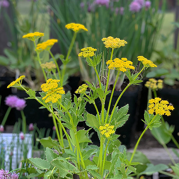 Multiple stems of Heart-Leaved Alexander (Zizia aptera) reach upward, topped with golden umbels that glow in the soft light. The plants grow robustly in a garden bed, with other green foliage and purple flowers blurred in the background.