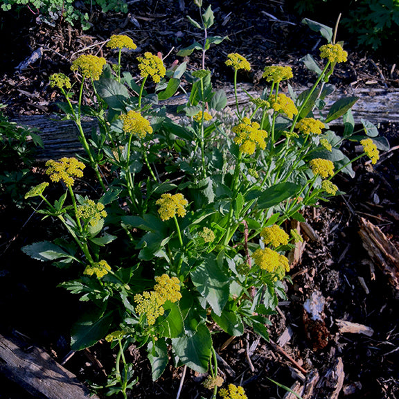 This patch of Heart-Leaved Alexander (Zizia aptera) is covered in vibrant yellow flower heads, each held on sturdy green stems. The dense green leaves below create a rich backdrop for the cheerful blossoms in the garden setting.