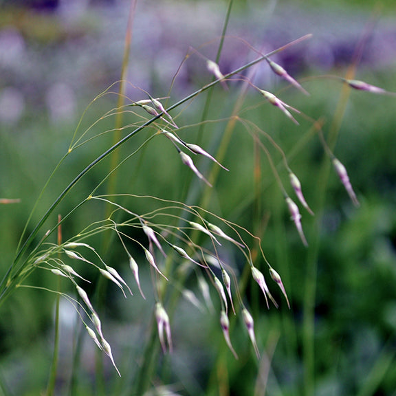 The delicate, arching seed heads of Indian Rice Grass (Oryzopsis hymenoides) sway in the breeze, their slender filaments extending from tiny, tapered seeds. The fine, wispy strands create an airy, almost ethereal effect against a blurred green backdrop.
