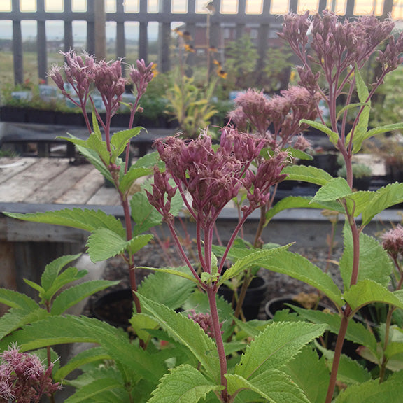 A mature Eutrochium maculatum (Joe Pyeweed) plant standing tall, with multiple branching stems topped with dusky pink flower clusters. The soft morning light highlights the intricate structure of the blossoms against a nursery setting.