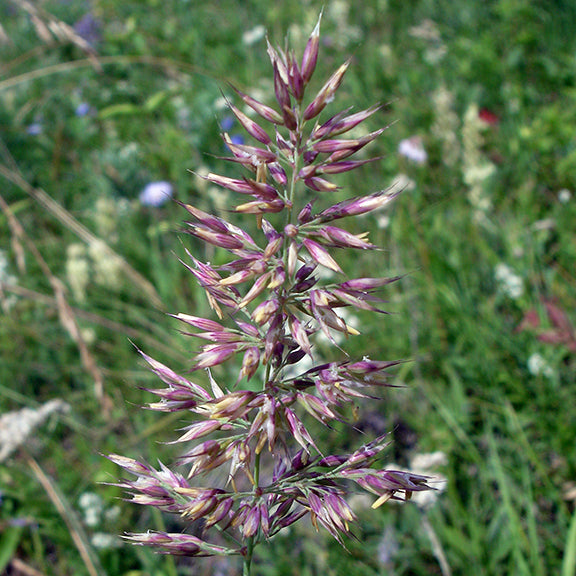A close-up of a Koeleria macrantha (June Grass) seed head, showcasing its intricate, pointed spikelets in shades of soft purple and golden-green. The feathery arrangement of seeds creates a delicate, wispy effect against a background of blurred wildflowers and grasses.