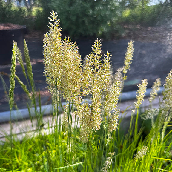 A dense clump of Koeleria macrantha (June Grass) growing in a prairie setting, its upright, fine-textured green blades topped with feathery seed heads. The surrounding wildflowers, including bright yellow Brown Eyed Susans, highlight its role in a diverse native plant community.