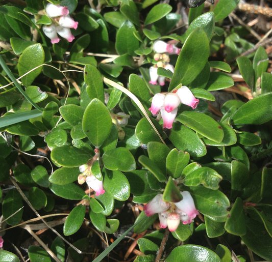 Close-up of Arctostaphylos uva-ursi (Kinnikinnick) flowers, featuring small, bell-shaped blooms with a white-to-pink gradient. The glossy green leaves provide a striking contrast to the delicate blossoms.