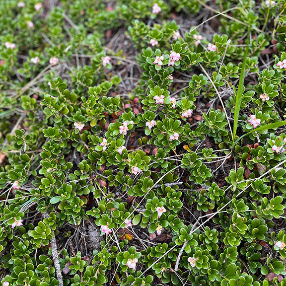 A dense carpet of Arctostaphylos uva-ursi (Kinnikinnick) with vibrant red berries scattered among the glossy green leaves. This hardy evergreen ground cover thrives in dry, sandy soils and forested areas.