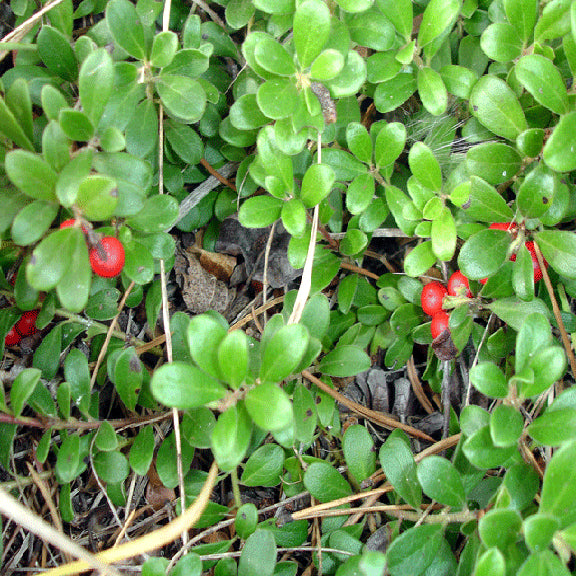 Bright red berries of Arctostaphylos uva-ursi (Kinnikinnick) nestled among its small, leathery green leaves. The berries are smooth and shiny, standing out against the foliage in a natural setting.