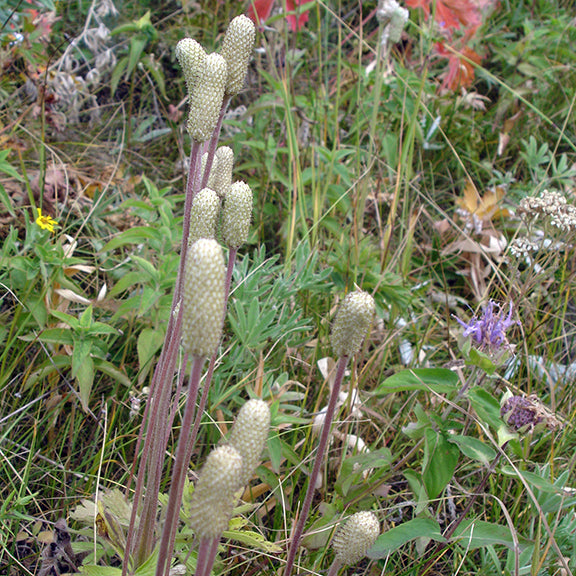 Cluster of Anemone cylindrica seed heads in a natural meadow setting. The elongated, cylindrical seed heads stand on tall stems among mixed native grasses and wildflowers, showcasing the plant's late-season form.