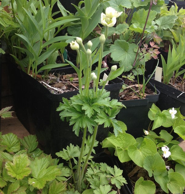 Anemone cylindrica plant in a nursery setting, displaying its upright growth habit with delicate white flowers emerging from tall stems. Surrounding native plants in pots highlight the diversity of a native plant nursery collection.
