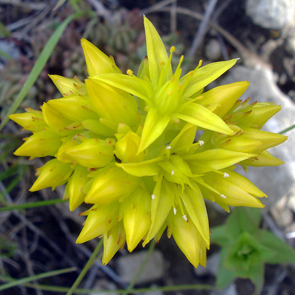 A bright cluster of star-shaped yellow flowers from Sedum lanceolatum (Lance-leaved Stonecrop) bursts upward, each pointed petal catching the light. The dense bloom stands out against the rocky ground, with small white stamens adding delicate detail to the sunny display.