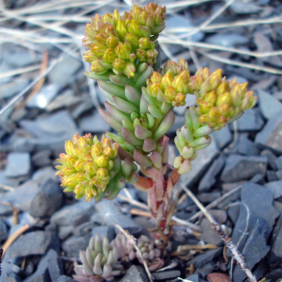 A small Sedum lanceolatum (Lance-leaved Stonecrop) plant emerging from rocky ground, its succulent leaves arranged in a spiral along the reddish stems. The plump, greenish-blue leaves have a slight purple tint near the base, while tight clusters of developing yellow flower buds sit at the tips, preparing to open.