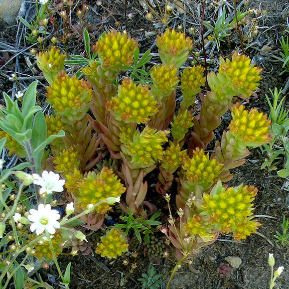 A healthy cluster of Sedum lanceolatum (Lance-leaved Stonecrop) growing in a natural setting, its upright stems covered in fleshy, pointed leaves. The bright yellow flowers crown the top of each stem, standing out against the muted tones of surrounding plants and dry soil.