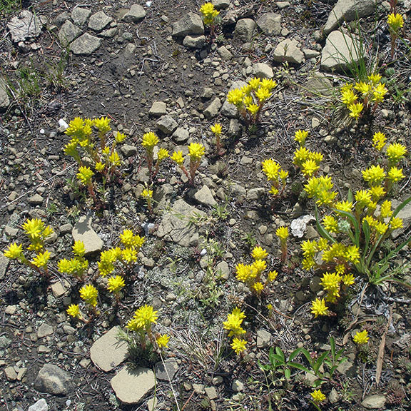 A wide view of Sedum lanceolatum (Lance-leaved Stonecrop) growing in a dry, rocky landscape, with multiple small plants scattered across the uneven terrain. The vivid yellow flowers form a striking contrast against the stony ground, with patches of sparse vegetation adding to the rugged alpine feel.