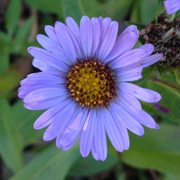 A close-up of a single bloom of Leafy Aster (Symphyotrichum foliaceum) shows its distinct lavender petals radiating around a golden-yellow center ringed by reddish disc florets. The flower’s broad, slightly overlapping petals create a full daisy-like shape, while the background reveals blurred green foliage.