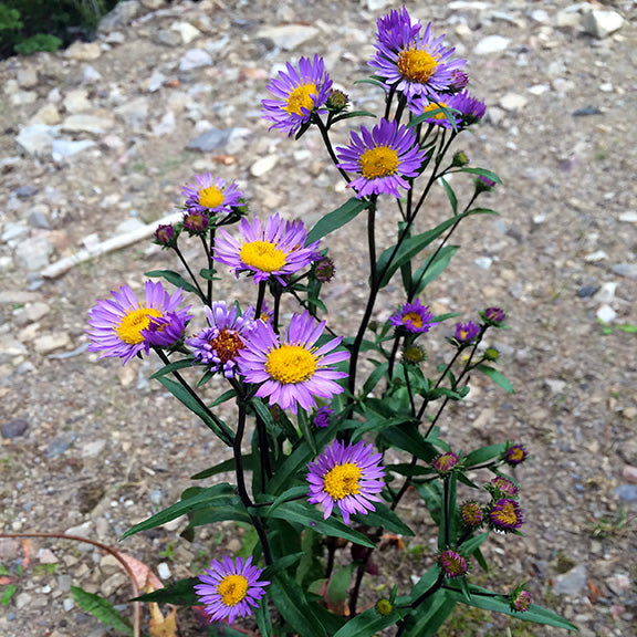 A cluster of Leafy Aster (Symphyotrichum foliaceum) grows upright in rocky, bare soil. The narrow, green leaves climb up the dark purple stems, supporting multiple bright purple blooms with yellow centers. The flowers stand out brightly against the pale, gravelly ground.
