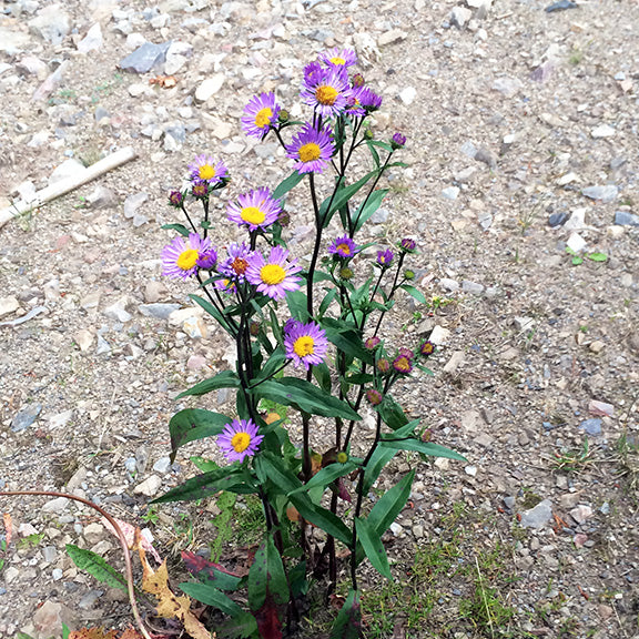The Leafy Aster (Symphyotrichum foliaceum) plant displays a tall, narrow habit with multiple leafy stems rising from the base. Numerous purple, daisy-like flowers with yellow centers dot the stems, contrasting sharply with the dry, rocky soil and sparse vegetation surrounding it.