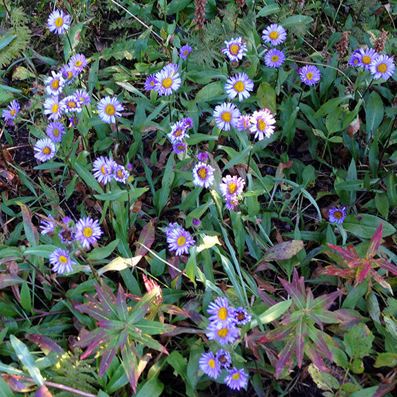 A sprawling patch of Leafy Aster (Symphyotrichum foliaceum) is nestled among fall-colored leaves in a forest clearing. Dozens of bright lavender flowers with yellow centers create a soft, colorful carpet through the green and red foliage, bringing a late-season burst of color to the woodland floor.