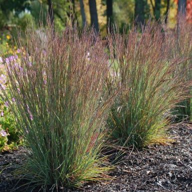Upright clumps of Schizachyrium scoparium (Little Bluestem) stand tall in a sunlit garden bed, their slender blue-green blades tipped with subtle reddish-purple hues. The fine-textured leaves form dense, vertical tufts, adding a soft, airy presence against the dark mulch and surrounding wildflowers.