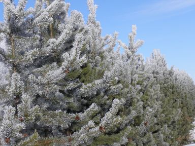 A dense row of Pinus contorta (Lodgepole Pine) trees coated in a heavy frost, their green needles dusted white and sparkling against a bright blue sky. The tightly packed trees form a thick, textured wall stretching into the distance.