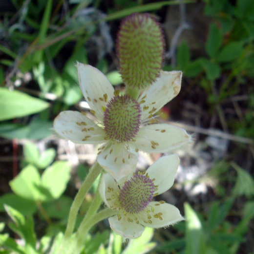 A close-up of Anemone cylindrica (Long Headed Anemone) flowers, highlighting the pale cream-colored petals and prominent greenish-purple cone-shaped centers. The delicate sepals and fine-textured stamens give the flowers a unique, intricate appearance.